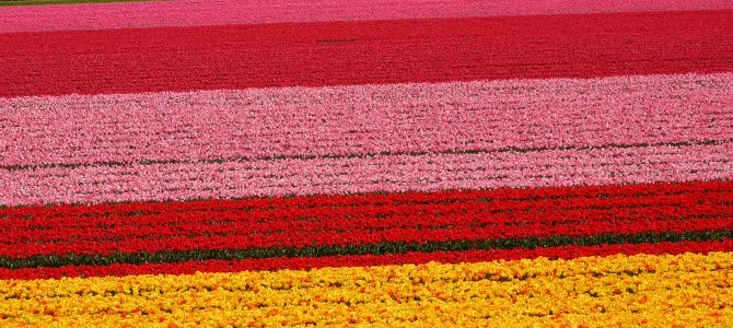 Holland zur Tulpenblüte